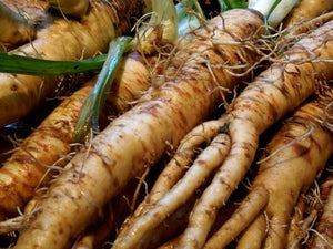 Mammoth Sandwich Island Salsify (pre-1900)