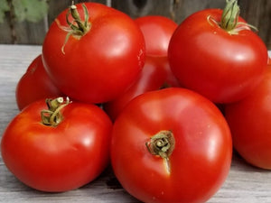 Sasha’s Altai Tomato