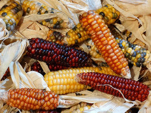 Saskatchewan Rainbow Flint Corn