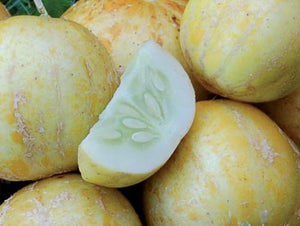 Lemon Cucumber (1894)
