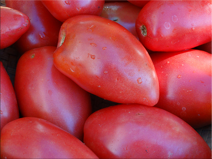 Sheboygan Tomato