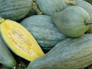 Sibley Squash - (pre 1887) - (C.Maxima)