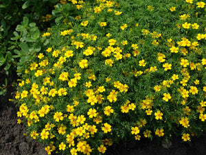 Signet Marigold - (1798) - (Tagetes tenuifolia)