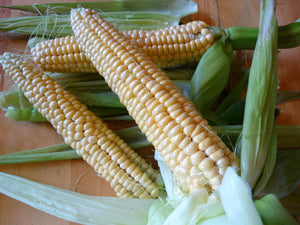 Simonet Sweet Corn