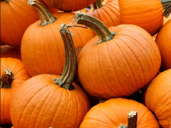 Heirloom Pumpkin Seeds