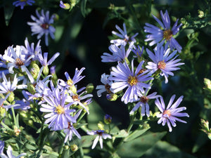 Smooth Aster