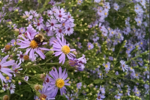 Smooth Aster