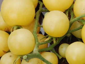 Snowhite Cherry Tomato