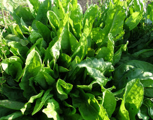 Sorrel