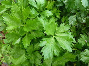 Soup Celery