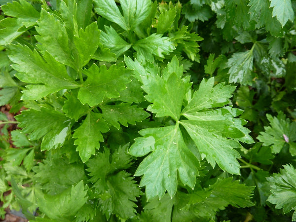 Heirloom Celery Seeds - (Apium graveolens)