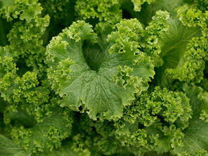 Southern Giant Curled Mustard Greens - (pre 1880)
