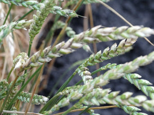 Spelt