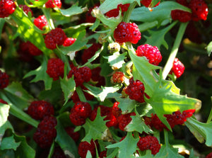 Strawberry Spinach (pre-1600)
