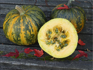 Styrian Hulless Pumpkin (C.Pepo)