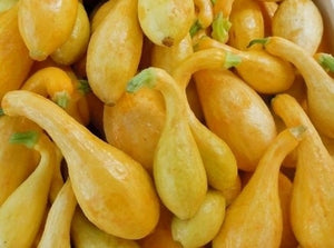 Summer Crookneck Squash (C.Pepo)