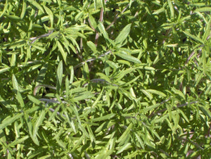 Summer Savory