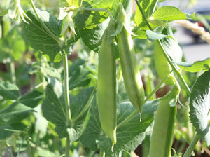 Heirloom Pea Seeds - (Pisum sativum var.sativum)