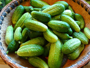 Sushyk Cucumber