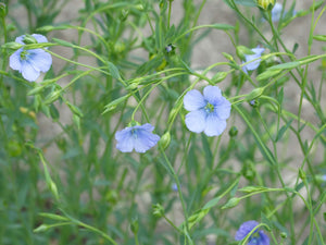Sussex Flax