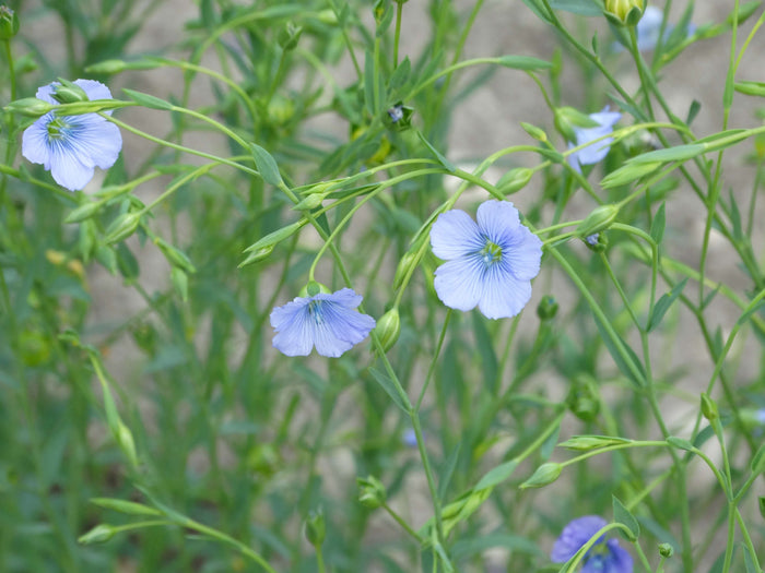 Sussex Flax