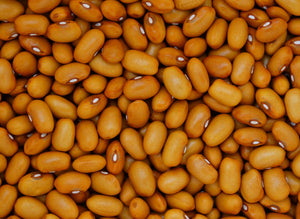 Swedish Brown Bean (1890's)