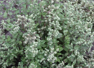 Sweet Marjoram (Origanum marjorana)
