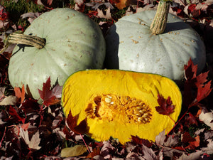 Sweet Meat Squash (C.Maxima)