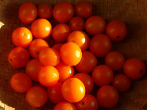 Sweet Orange Cherry Tomato