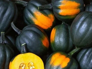 Table Queen Acorn Squash Seeds (C.Pepo)