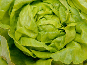 Tennis Ball Lettuce