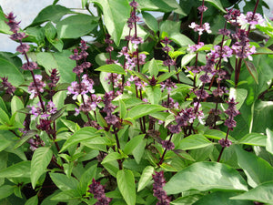 Thai Basil