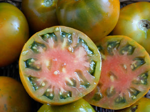 Thorburn’s Terra Cotta Tomato (1893)