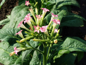 Judy’s Pride Tobacco Nicotiana