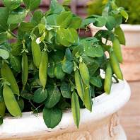 Container Gardening Heirloom Seed Collection