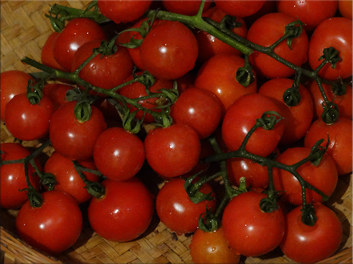 Tonodose des Conores Tomato