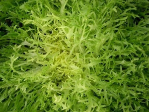 Heirloom Endive Seeds - (Chicorium endive)