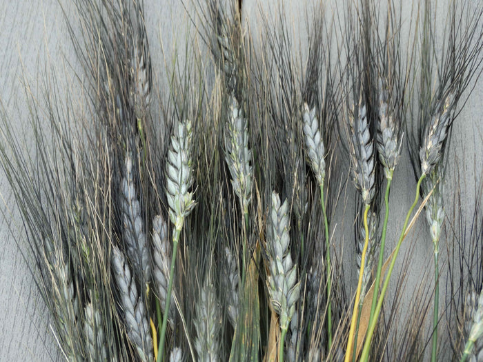 Utrecht Wheat - (Triticum aestivum)