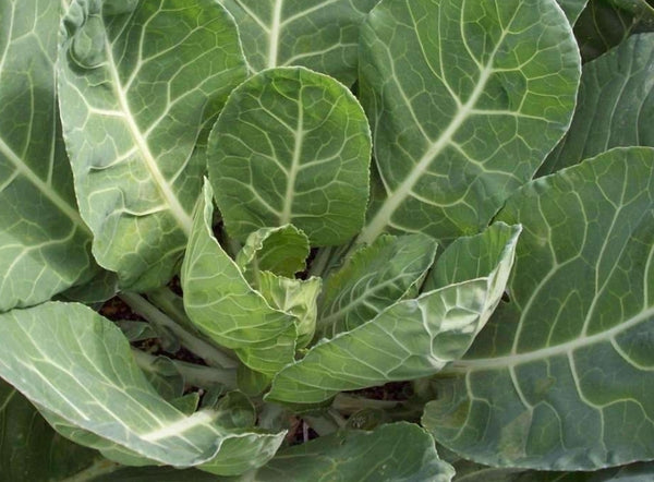 Heirloom Collard Greens Seeds - (Brassica oleracea)