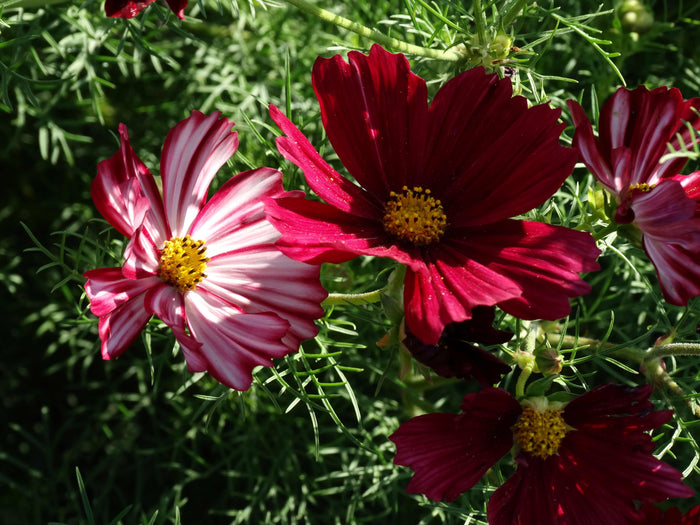 Velouette Cosmos