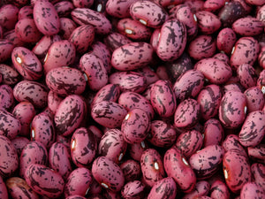 Vermont Cranberry Bean (pre 1800’s)