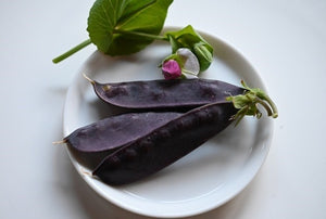 Victorian Purple Podded Pea