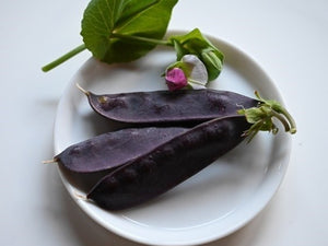 Victorian Purple Podded Pea