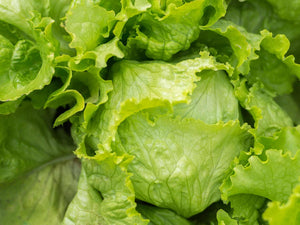 Webb’s Wonderful Lettuce (1890)