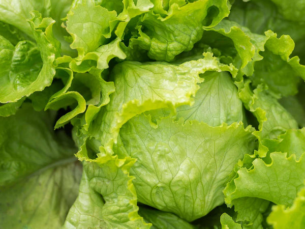 Heirloom Lettuce Seeds - Crisphead