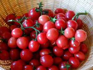 Whippersnapper Tomato