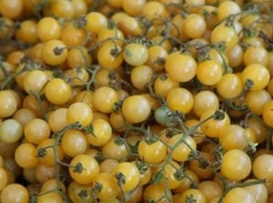 White Currant Tomato