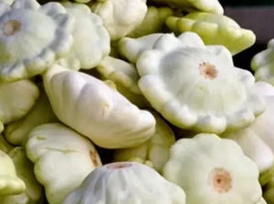 White Scallop Squash (pre 1591) - (C.Pepo)