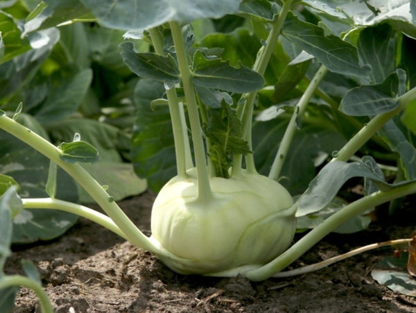 Heirloom Kohlrabi Seeds - (Brassica oleracea - Gongylodes Group)