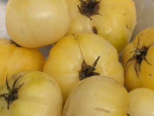 White Wax Tomato